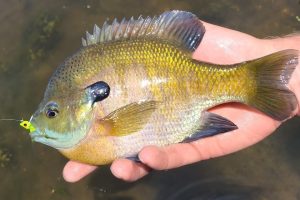 Best Fishing Line for Panfish