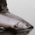 King Salmon Fishing Line Size