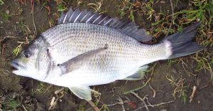 Porgy Fish