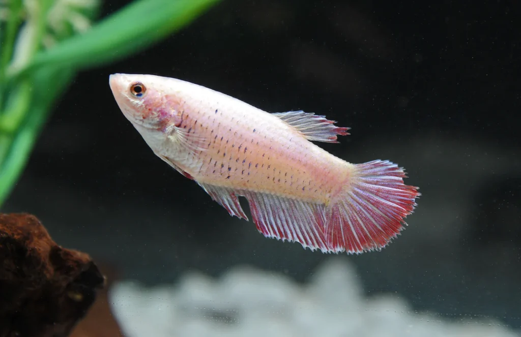 female betta fish