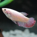 female betta fish