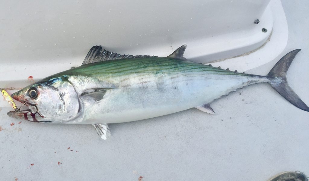 Bonito Fish