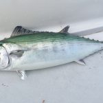 Bonito Fish