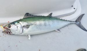 Bonito Fish