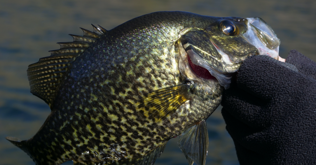 Expert Tips for Crappie Fishing