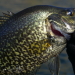 Expert Tips for Crappie Fishing
