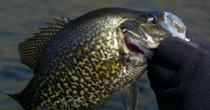 Expert Tips for Crappie Fishing