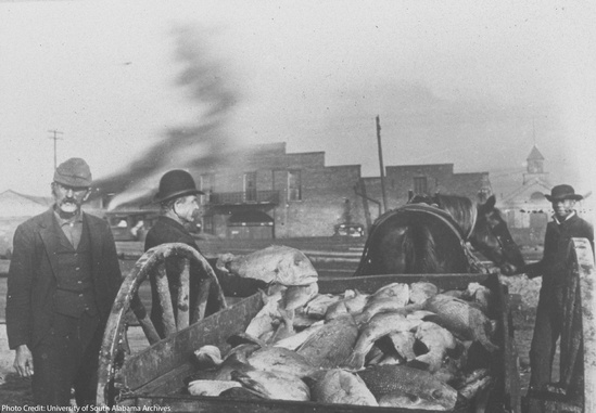 Gulf of Mexico Red Snapper Fish