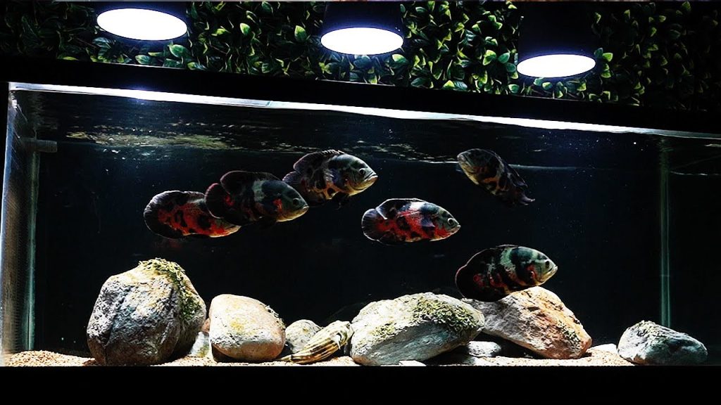 Oscar Fish