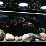 Oscar Fish