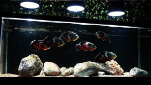Oscar Fish