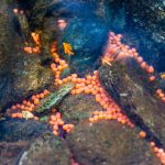 The Role of Fish Eggs