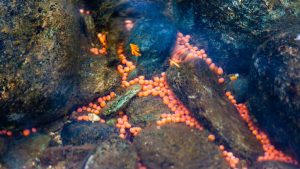 The Role of Fish Eggs