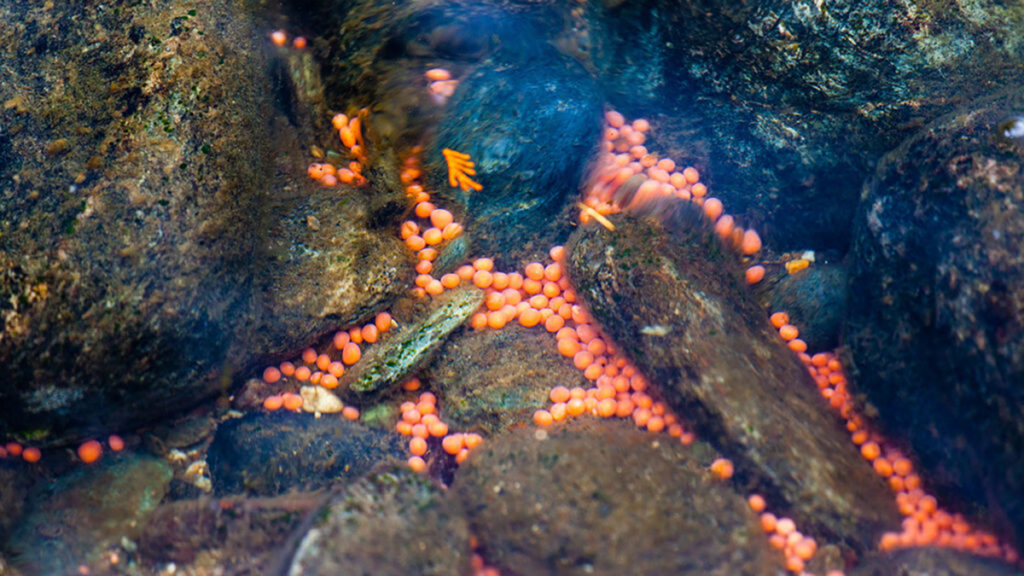 The Role of Fish Eggs