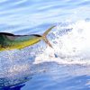 Dorado fish