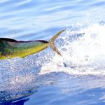 Dorado fish
