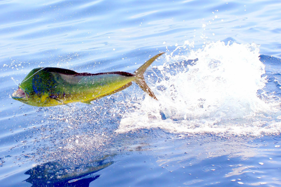 Dorado fish