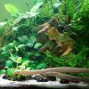 Rope fish