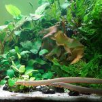 Rope fish