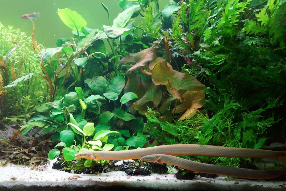Rope fish