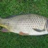Fish Scales