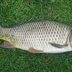 Fish Scales