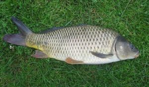 Fish Scales