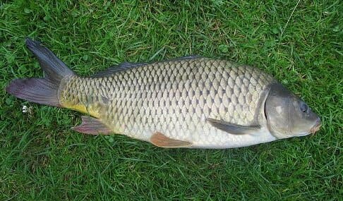 Fish Scales