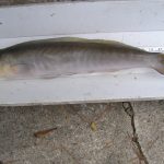 Tile Fish