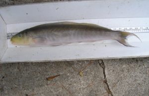 Tile Fish